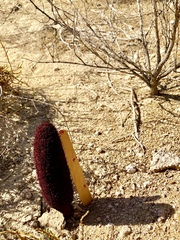 Cynomorium coccineum