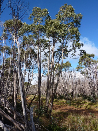 Olive Mallee (Eucalyptus elaeophloia)
