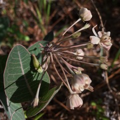 Asclepias humistrata image