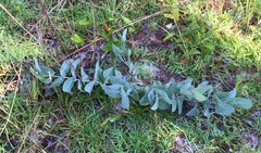 Asclepias humistrata image