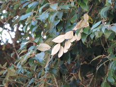 Styrax suberifolius