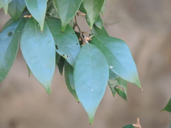 Styrax suberifolius