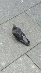 Columba livia domestica