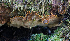 Phellinus chrysoloma