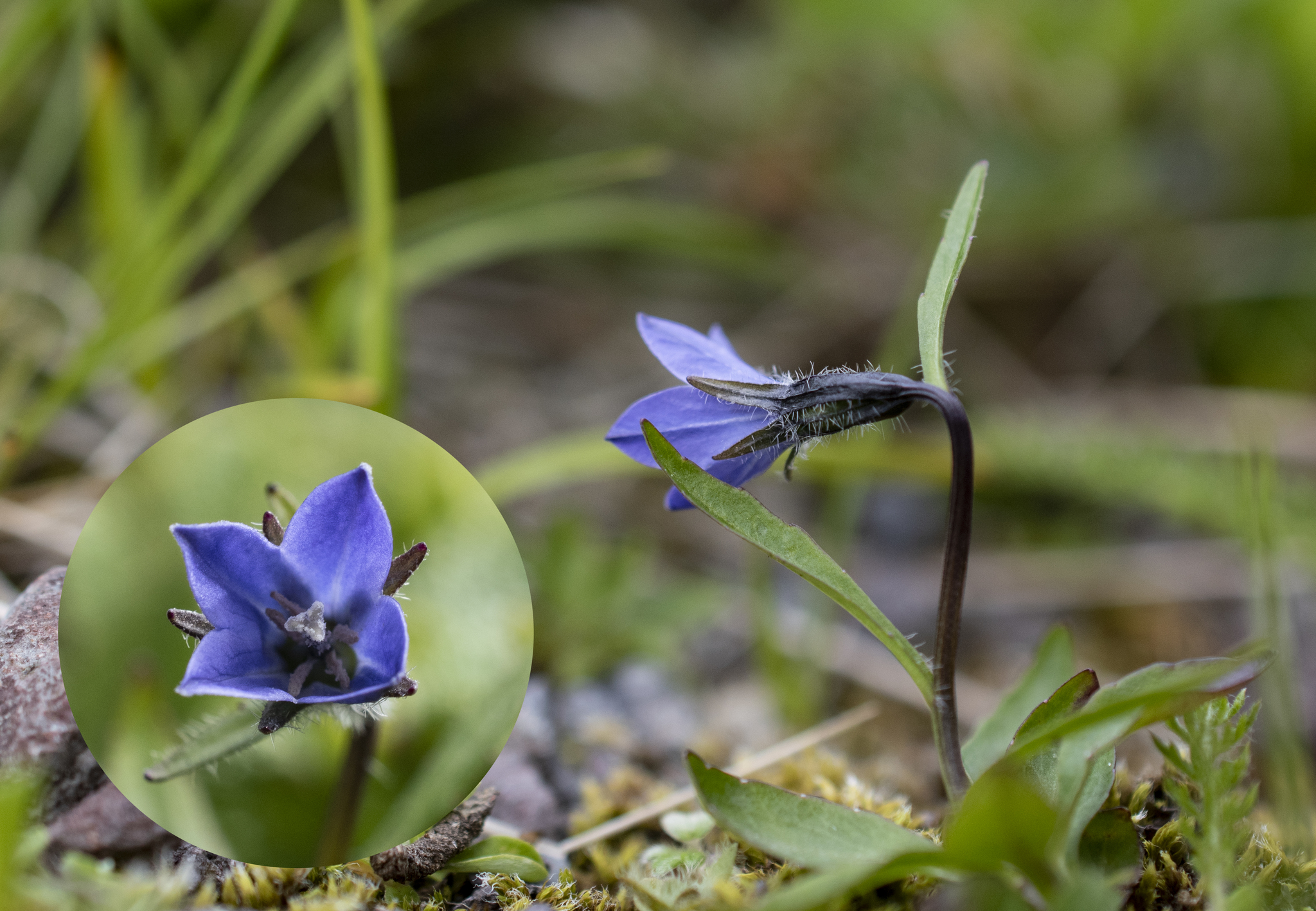 Campanula uniflora