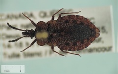 Aradus inornatus