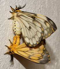 Pseudaphelia apollinaris