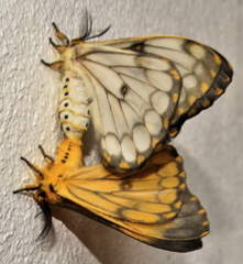 Pseudaphelia apollinaris