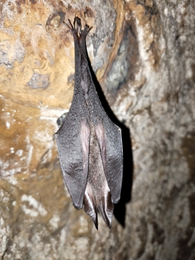 Formosan Woolly Horseshoe Bat