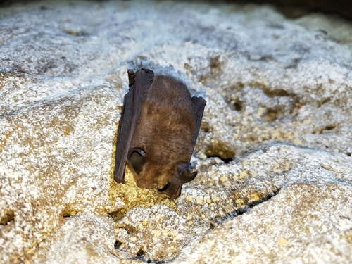 Formosan Lesser Horseshoe Bat