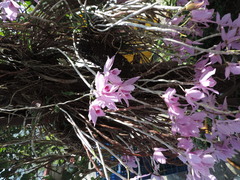 Dendrobium