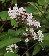 Asclepias perennis image