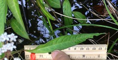 Asclepias perennis image