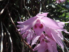 Dendrobium