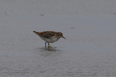 Calidris acuminata