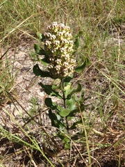 Asclepias tomentosa
