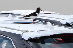 Haematopus ostralegus