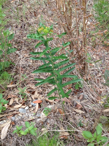 Asclepias tuberosa image