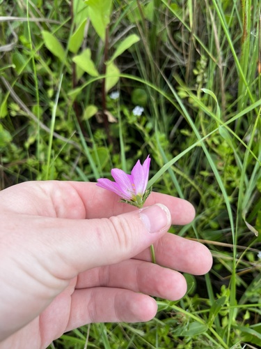 Image of Sabatia dodecandra by (c) harrier, some rights reserved (CC BY)