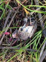 Turnix maculosus
