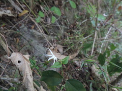 Jasminum nervosum