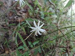 Jasminum nervosum