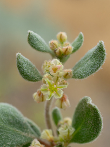 Darrow's buckwheat (Eriogonum darrovii)