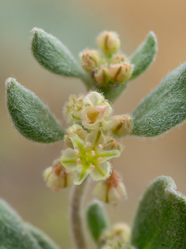 Darrow's buckwheat (Eriogonum darrovii)