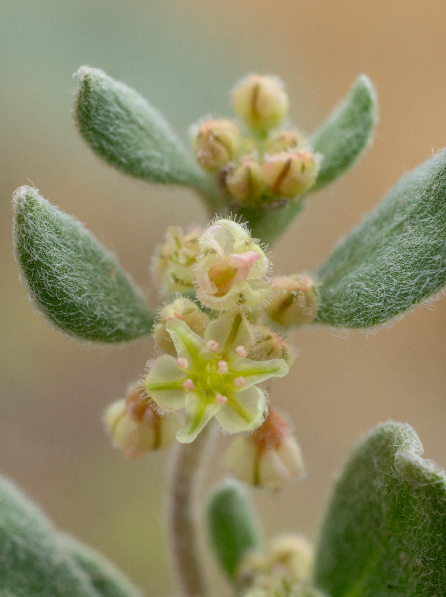 Eriogonum darrovii