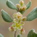 Darrow's Buckwheat - Photo (c) Matt Berger, some rights reserved (CC BY), uploaded by Matt Berger