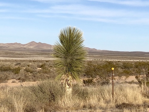Yucca elata