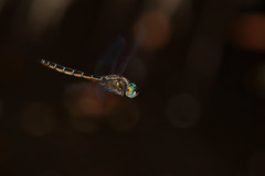 Procordulia jacksoniensis