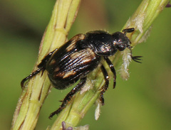 Strigoderma pygmaea