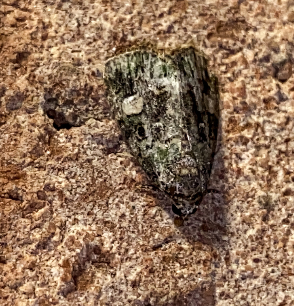 Small Mossy Glyph from Anne Arundel County, MD, USA on August 7, 2023