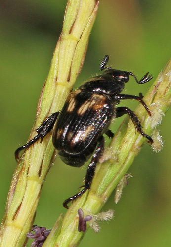 Pygmy Chafer