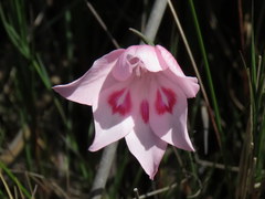Gladiolus pappei