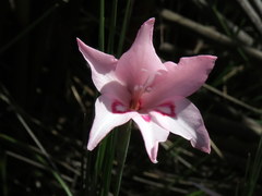 Gladiolus pappei