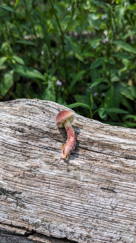 Gymnopilus luteofolius · August 2023 · photo: © atsushi_nakajima_cirque (iNaturalist, cc-by)