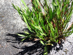 Ehrharta setacea setacea