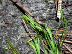 Ehrharta setacea setacea