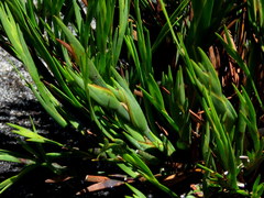 Ehrharta setacea setacea