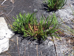 Ehrharta setacea setacea