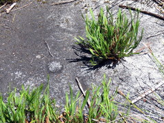 Ehrharta setacea setacea