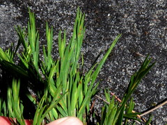 Ehrharta setacea setacea