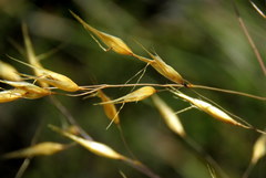Pentameris macrocalycina