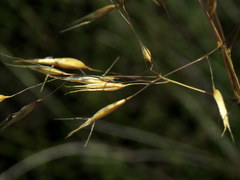 Pentameris macrocalycina