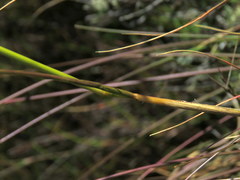 Pentameris macrocalycina
