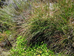 Pentameris macrocalycina