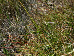 Pentameris macrocalycina