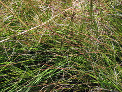 Pentameris macrocalycina